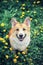 Top view of a beautiful puppy with a dirty nose red Corgi stands in a meadow with yellow dandelions