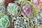 Top view beautiful roses stone cactus blooming ornamental plants texture natural for background