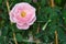 Top view beautiful soft pink rose yellow pollen abstract shape with green leaves in botany garden. symbol of love in valentine day