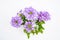 Top view beautiful violet verveine or verbena grandiflora flower with green leaves on white background with space for text. Sweet