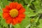 Top view of beautiful vivid red petals of Mexican sunflower is flowering plant in Asteraceae family, known as the tree marigold or