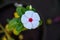 Top view of beautiful white color catharanthus flowers