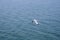 Top view of A beautiful white seagull gracefully flies over the ocean