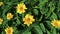 Top view of beautiful yellow daisies and green leaves. Flowers and leaves sway in the wind.