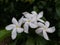 Top view of beautifully white flowers with dark background