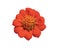 Top view, Beauytful single orange zinnia flower blossom blooming isolated on white background for stock photo or illustration,