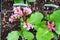 Top view of bergenia flowers growing in square pots