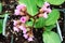 Top view of bergenia flowers in a pot with labels