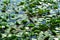 Top view of the bird walks on the leaf of water lily and find the food with blurred blossom lily flowers in foreground and