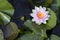 Top view / birds eyes view of a pink blooming water lily Nymphaea in a pond