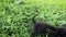 Top view black puppy walking among the grasses