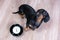 Top view of black and tan dog breed dachshund sit at the floor with alarm clock in bowl, cute small muzzle look at his owner and