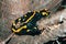 Top view of black and yellow Fire salamander resting on a tree