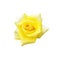 Top view bloom yellow rose isolated on white background with clipping path