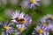 Top view of blooming asters in summer. A honey bee searches for nectar on a flower, in nature