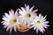 Top view of blooming cactus Echinopsis Hybrid on dark background, toned