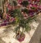 Top View of Blooming colorful Vinca Flowers and tropical Palms tr