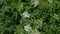 Top view of blooming elderberry, dense spring elderberry bush