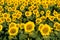 Top view on blooming field of sunflowers. Isolated focus.