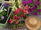 Top view of blooming petunia in flowerpots, straw hat and sprouts in greenhouse