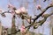 Top view of blooming pink apple tree, branch with flowers in spring. Landscape. Rural scene. Cherry tree. Natural and season