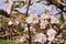 Top view of blooming pink apple tree, branch with flowers in spring. Landscape. Rural scene. Cherry tree. Natural and season