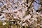 Top view of blooming pink apple tree, branch with flowers in spring. Landscape. Rural scene. Cherry tree. Natural and season