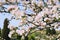 Top view of blooming pink apple tree, branch with flowers in spring. Landscape. Rural scene. Cherry tree. Natural and season