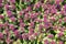 Top view of blooming purple nettle Lamium purpureum