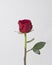 top view blooming red rose. High quality photo