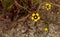 Top view of blooming spotted rock-rose flowers