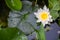 Top view of blooming white water lily - Nymphaea alba - with yellow stamens