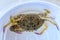 Top view of Blue manna crab, Sand crab. Flower crab. Portunus pelagicus isolated on a white background. Close-up photo of fresh