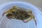 Top view of Blue manna crab, Sand crab. Flower crab. Portunus pelagicus  on a white background. Close-up photo of fresh