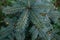 Top view of blue small spruce, young fir tree with blue needles