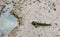 Top view of blue spotted mudskipper Boleophthalmus boddarti