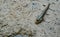 Top view of blue spotted mudskipper Boleophthalmus boddarti