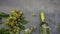 Top view of bottle white wine, green vine, wineglass and ripe grape on vintage dark stone table background. Wine shop