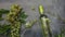 Top view of bottle white wine, green vine, wineglass and ripe grape on vintage dark stone table background. Wine shop