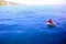 Top view of bottlenose dolphins in sea water