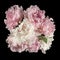 Top view of a bouquet of pink and white peonies