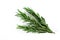 Top view, Branch and Leaf of fresh raw rosemary isolated on white background. Tiwgs - leaf green. Organic and herbal nature concep