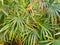 Top view of branch and leaves saw palmetto as a background