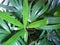 Top view of branch and leaves saw palmetto as a background,