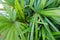 Top view of branch and leaves saw palmetto as a background