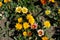 Top view of bright flowers of gazania