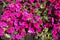 Top view of bright magenta-colored petunias