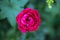 Top view of bright raspberry rose