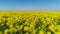 Top view of bright yellow flower field on background blue sky. Shot. Rapid movement over picturesque field touches