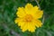 top view brightly colored coreopsis lanceolata flower on green background, optimized for cropping.
